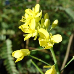 Pak Choï rouge - Brassica rapa subsp chinensis - Détail des fleurs