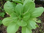 Pak Choï blanc - Brassica rapa subsp chinensis - Détail des feuilles