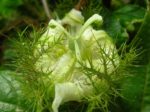 Passiflora foetida var. foetida - Fleurs et bractées