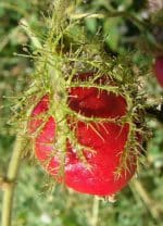 Passiflora foetida var. gossypiifolia - Fruit