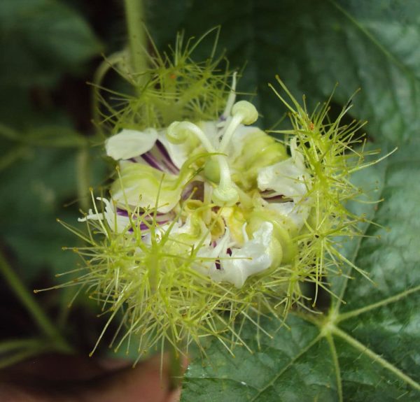 Passiflora foetida var. gossypiifolia - Transformation de fleur en fruit
