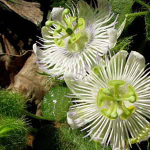 Passiflora foetida var. foetida - Détail des fleurs