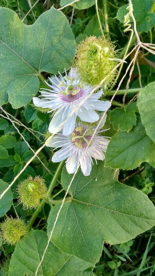 Passiflora foetida var. gossypiifolia - Feuilles et fleurs