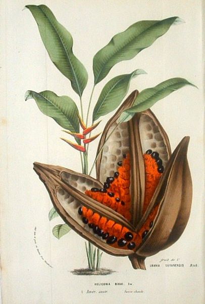 Phenakospermum guyannense - Dessin botanique