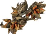 Phenakospermum guyannense - Détails des fruits