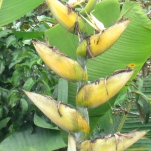 Phenakospermum guyannense - Inflorescence