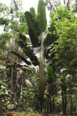 Phenakospermum guyannense - Vue globale de la plante
