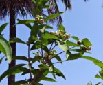 Syzygium jambos - Fructification du Jamrosat