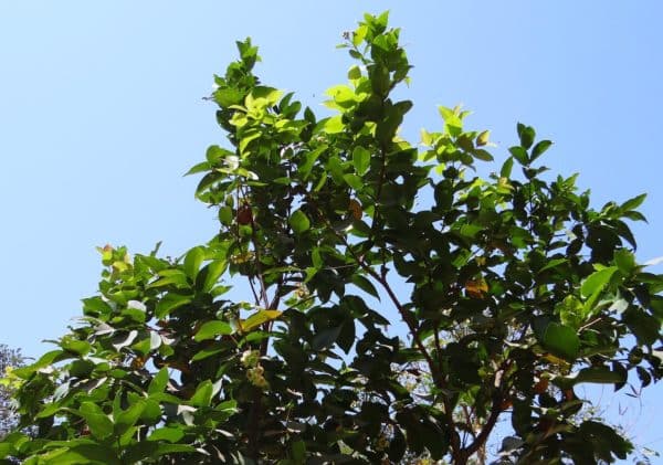 Syzygium jambos - Vue de l'arbre Jamrosat