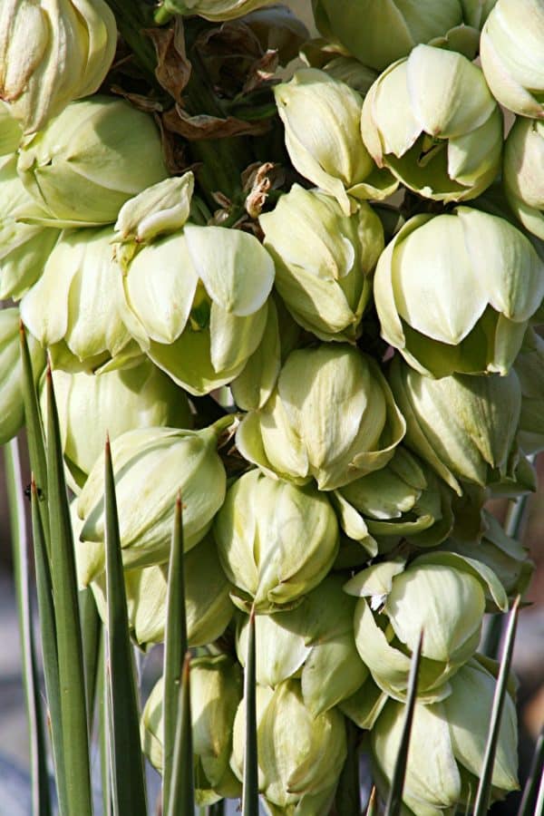 Yucca glauca - Détail de la hampe florale