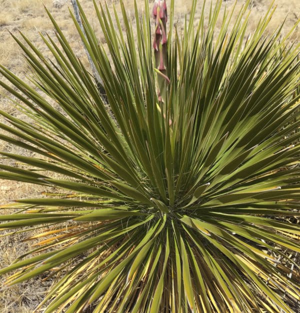 Yucca glauca - Détail de la rosette