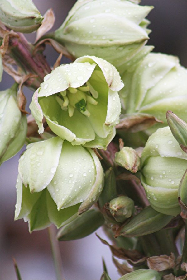 Yucca glauca - Détail des fleurs