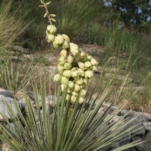 Yucca glauca - Vue de la plante succulente