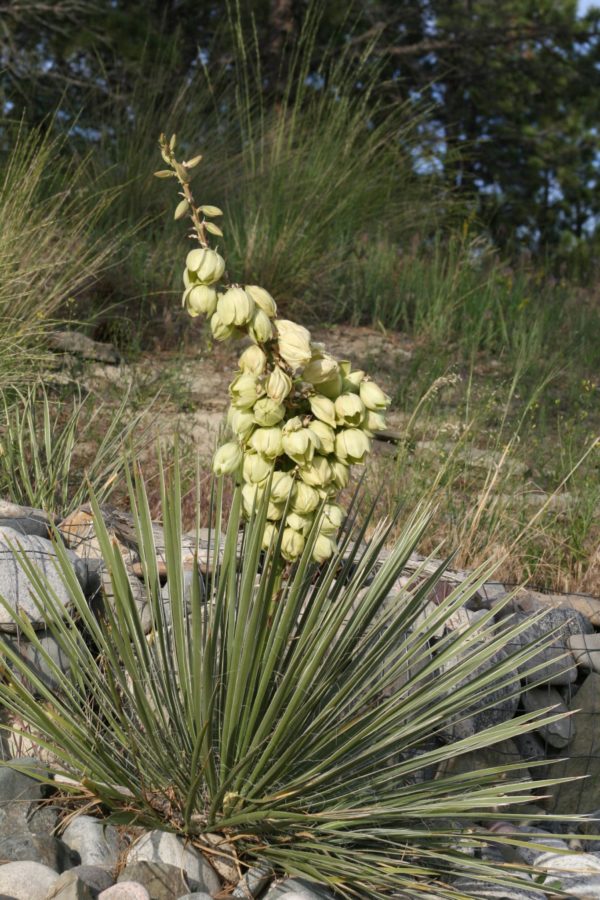 Yucca glauca - Vue de la plante succulente