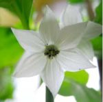 Fleur de piment Bhut Jolokia