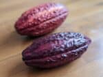 Cabosses de cacao, cocoa pods
