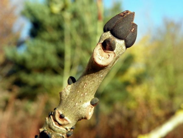 Fraxinus excelsior, bourgeon de frêne commun