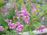 Graines d'Indigofera gerardiana - Graines d'indigotier de Gérard