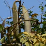 Oroxylum indicum, Cosses de graines