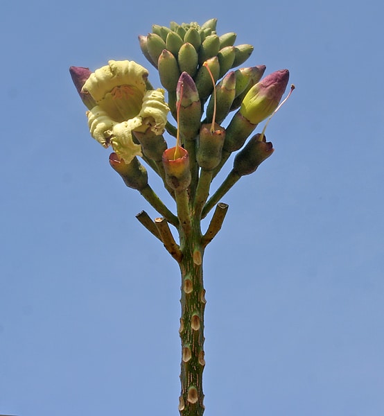 Oroxylum indicum, détails d'une inflorescence