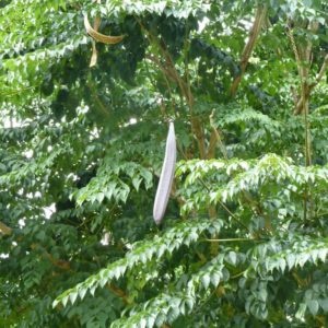 Oroxylum indicum, vue de l'arbre