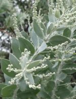 Acacia podalyriifolia - Détail des feuilles