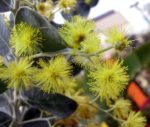 Acacia podalyriifolia - Détails inflorescence