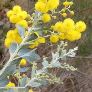 Acacia podalyriifolia - Détails inflorescences et feuilles