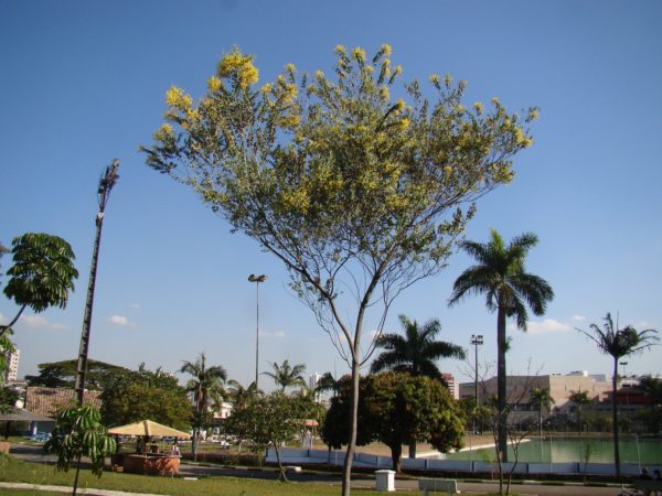 Acacia podalyriifolia - Vue de l'arbre