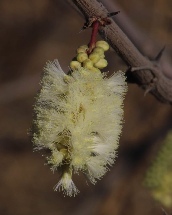 Acacia senegal var. rostrata - Détails d'une inflorescence