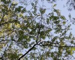 Acacia senegal var. rostrata - Feuillage