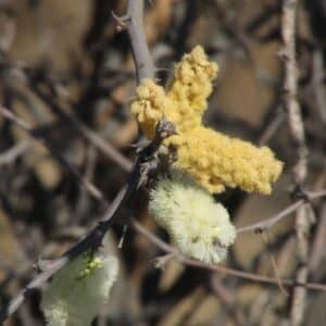 Acacia senegal var. rostrata - Inflorescence et détails des branches