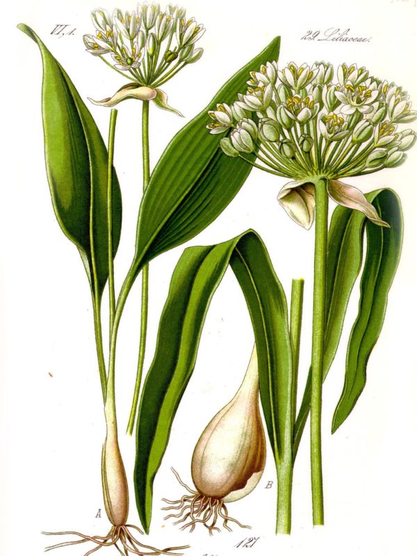 Bulbes d'Allium ursinum - Bulbes d'ail des ours - Boutique Végétale