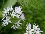 Bulbes d'Allium ursinum, bulbes d’ail des ours