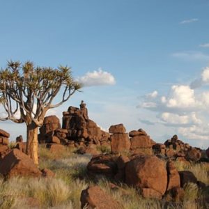 Specimen d'Aloe dichotoma ou Faux dragonnier en milieu naturel