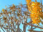 Inflorescences d'Aloe dichotoma ou Faux dragonnier