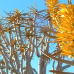 Inflorescences d'Aloe dichotoma ou Faux dragonnier