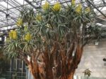 Specimen d'Aloe dichotoma ou Faux dragonnier en serre tropicale