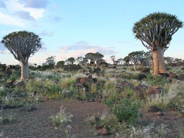 Specimens d'Aloe dichotoma ou Faux dragonnier en milieu naturel