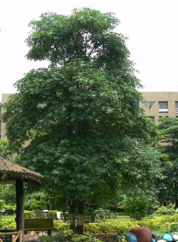 Alstonia scholaris - Vue de l'arbre