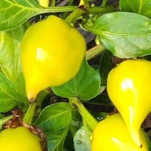 Biquinho jaune - Détail des piments, fruits