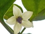 Biquinho jaune - Détail d'une fleur