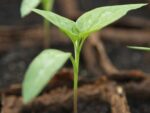 Biquinho jaune - Semis de capsicum chinense