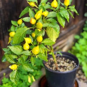 Biquinho jaune - Vue du plant en pot