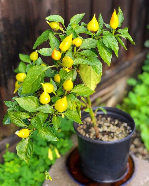 Biquinho jaune - Vue du plant en pot