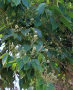 Camptotheca acuminata - Détail du feuillage et des fleurs