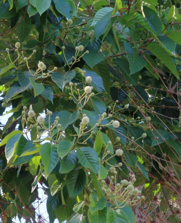 Camptotheca acuminata - Détail du feuillage et des fleurs