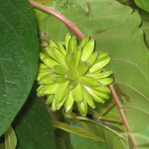 Camptotheca acuminata - Détail d'un fruit