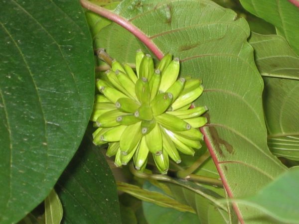 Camptotheca acuminata - Détail d'un fruit