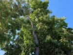 Camptotheca acuminata - Vue de l'arbre et du tronc